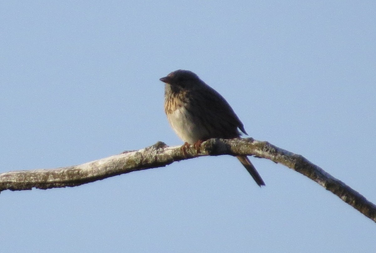 Lincoln's Sparrow - kandy rathinasamy