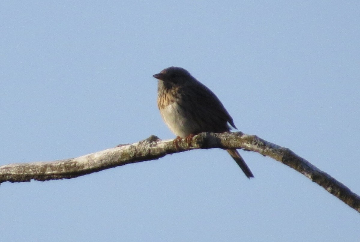 Lincoln's Sparrow - ML579181051