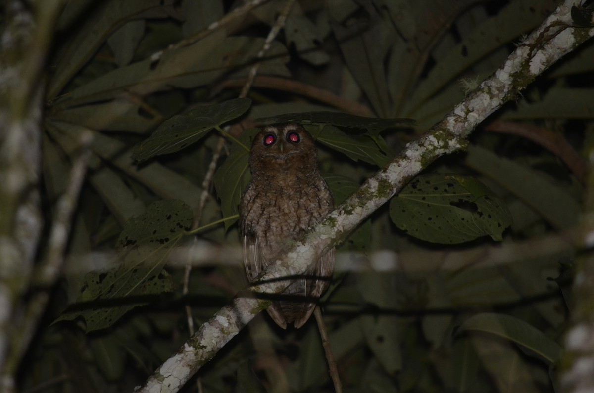 Rufescent Screech-Owl - ML579181321
