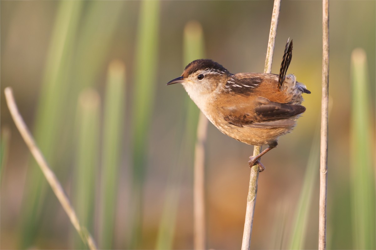 Marsh Wren - ML579181671