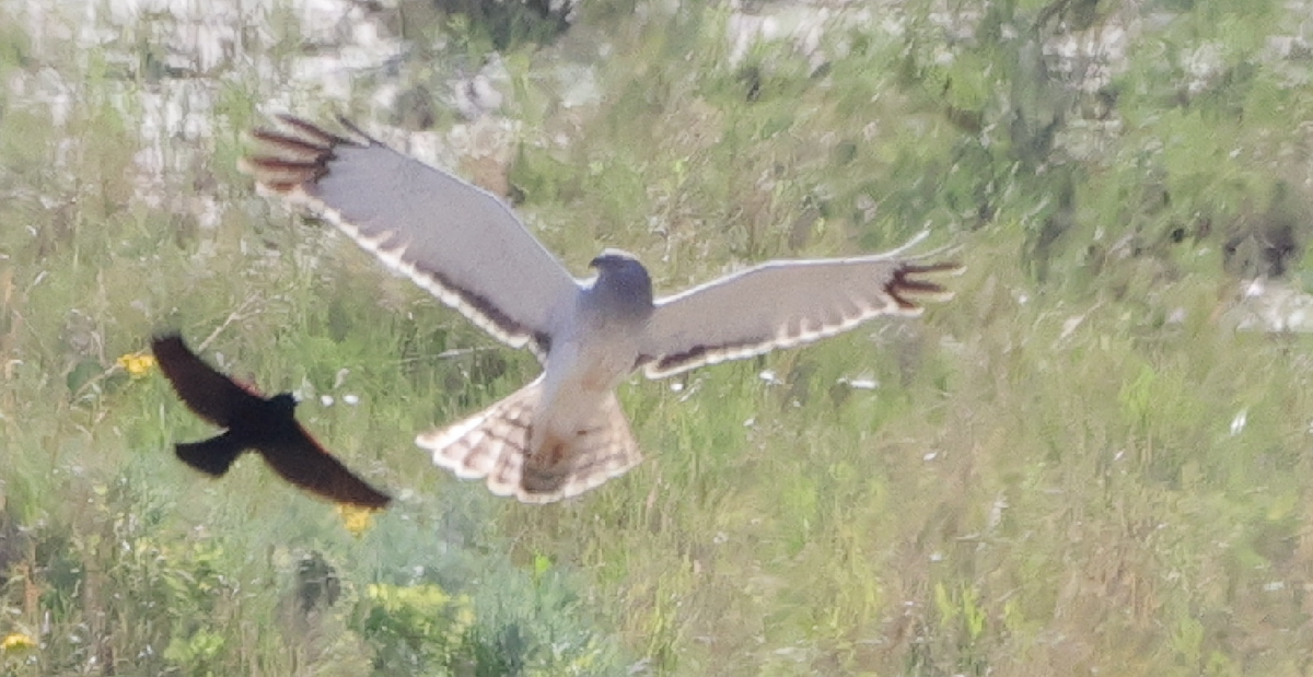 Northern Harrier - Scott Oldre