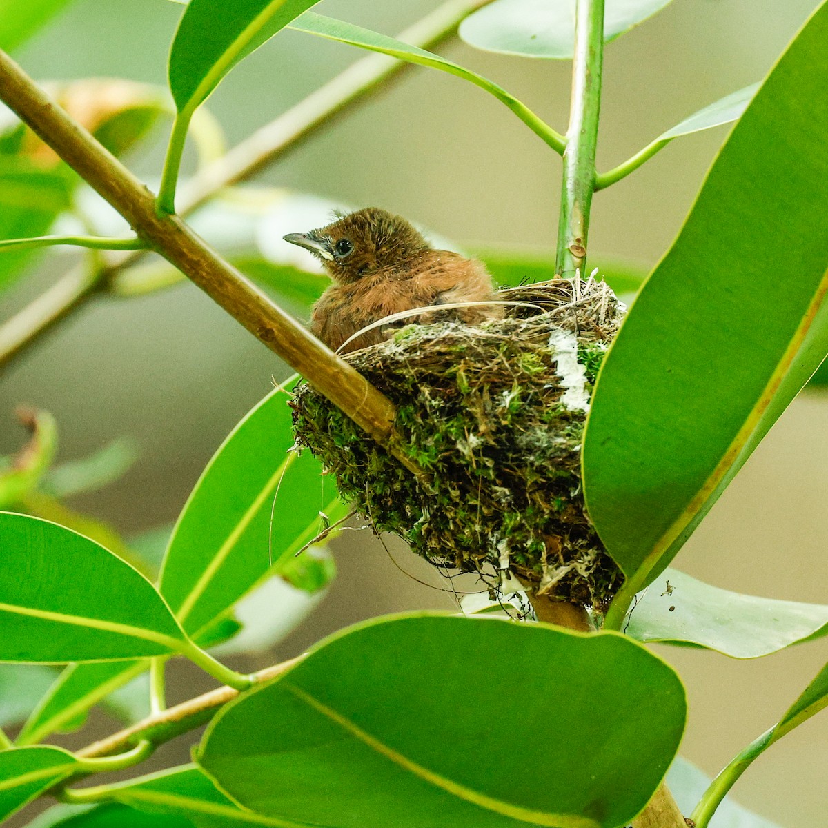 Seychelles Paradise-Flycatcher - Rafael Würtemberger