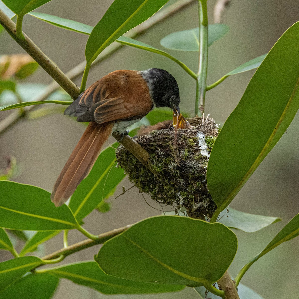 Seychelles Paradise-Flycatcher - Rafael Würtemberger