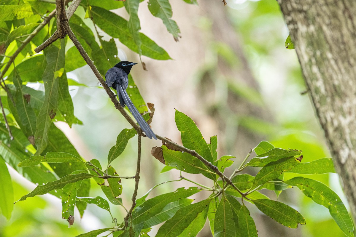 Seychelles Paradise-Flycatcher - Rafael Würtemberger