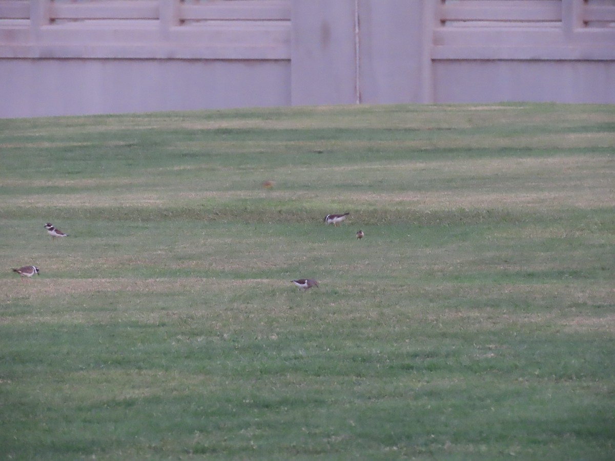 Common Ringed Plover - ML579182221