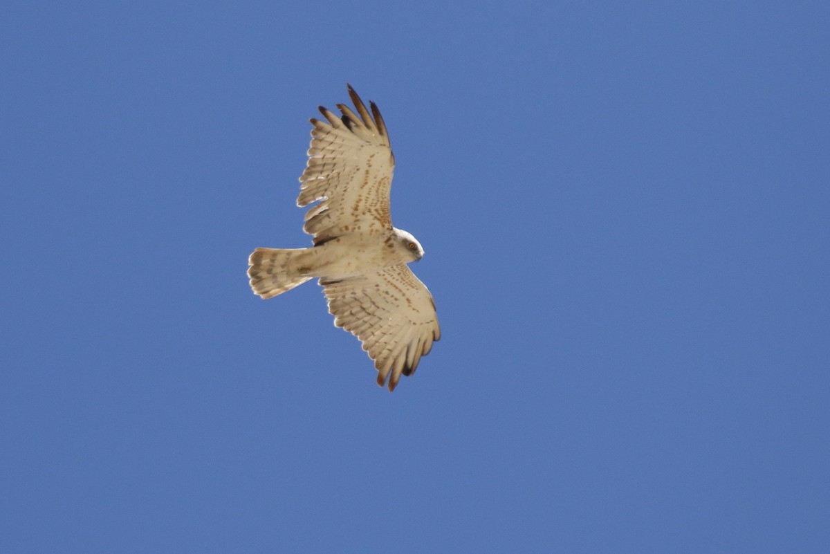 Short-toed Snake-Eagle - ML579182371