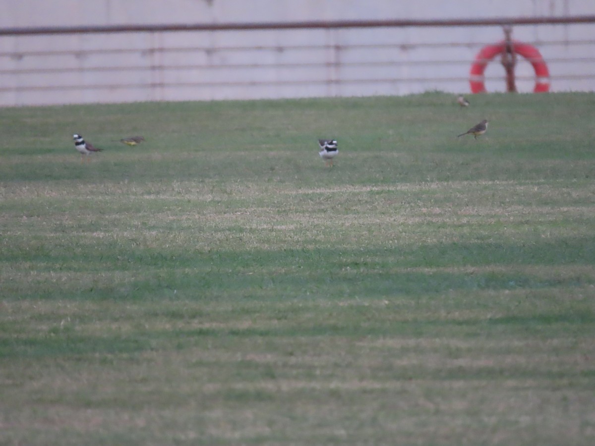 Common Ringed Plover - Ute Langner