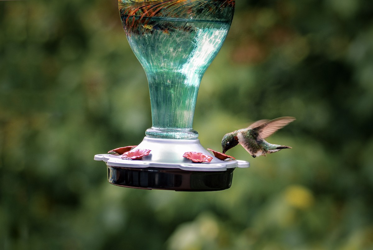 Colibri à gorge rubis - ML579183371