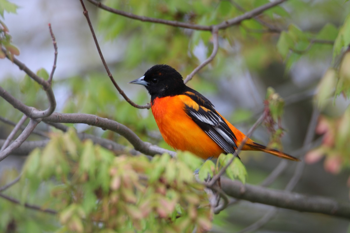 Baltimore Oriole - ML579184081