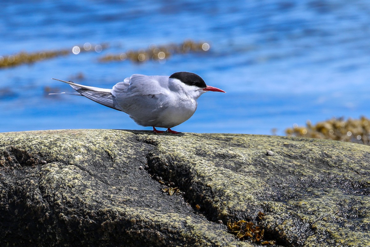 Arctic Tern - Jacques Brisson