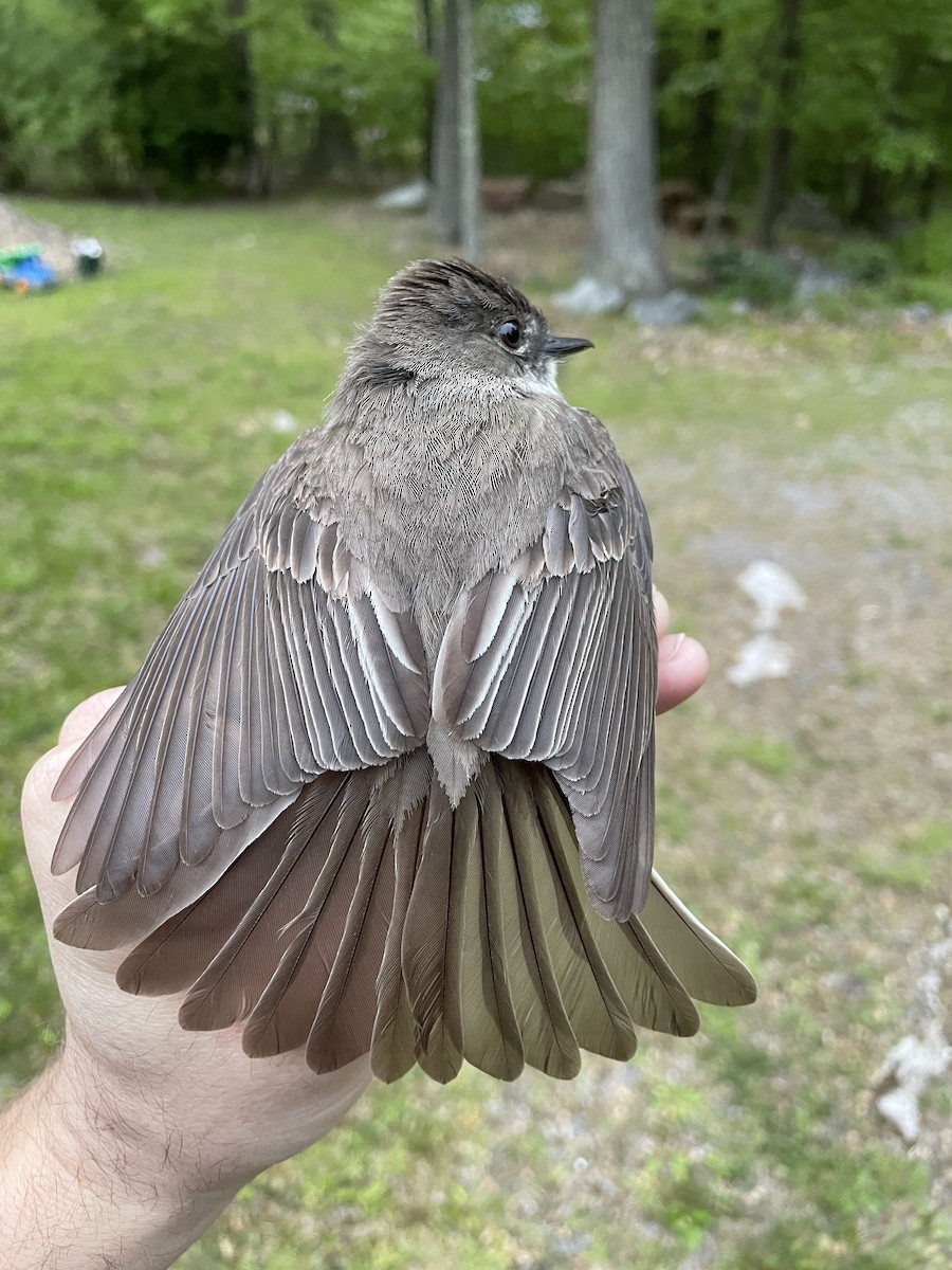 Eastern Phoebe - ML579184901