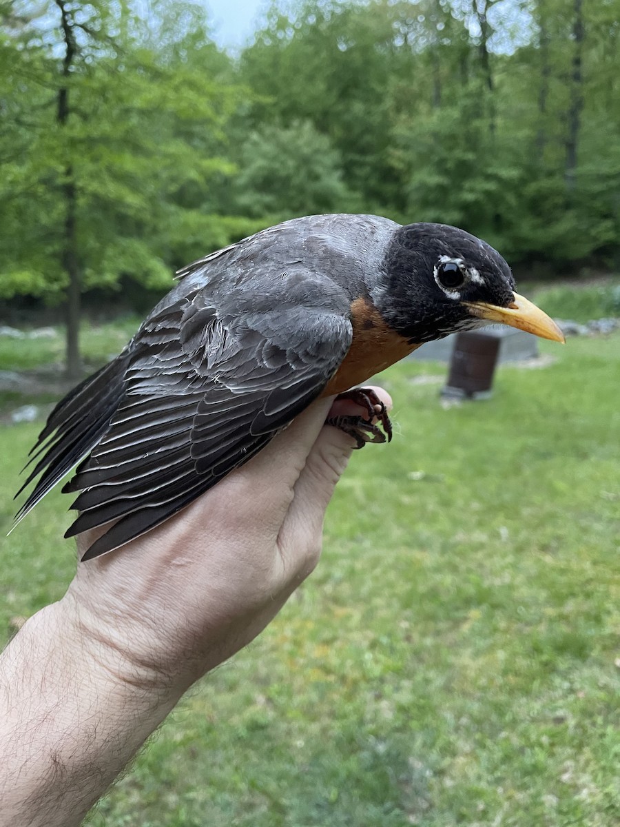 American Robin - ML579184921