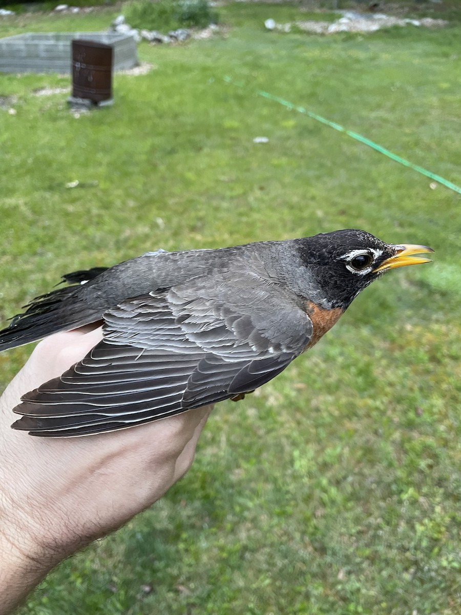 American Robin - ML579184931