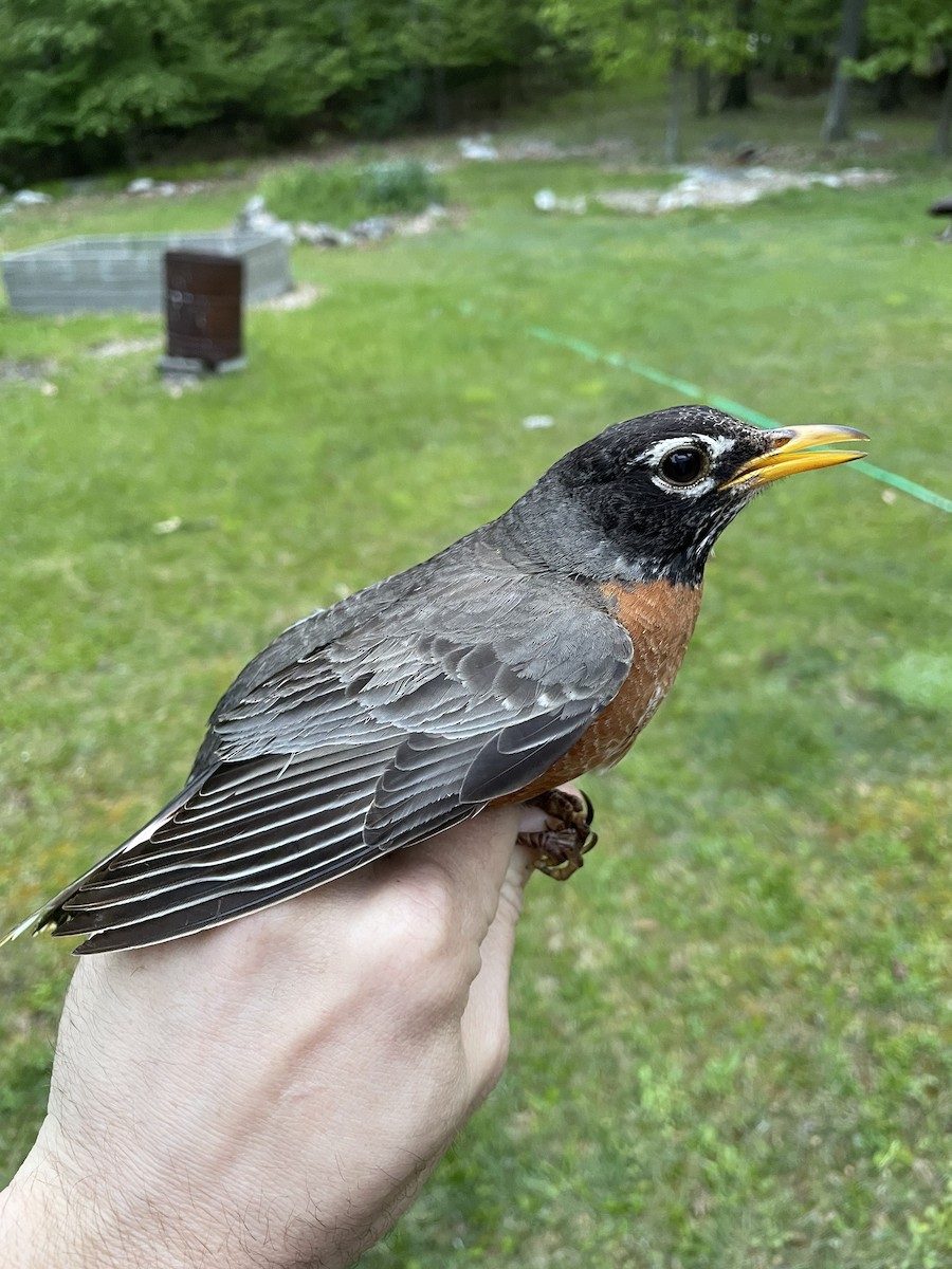 American Robin - ML579184941