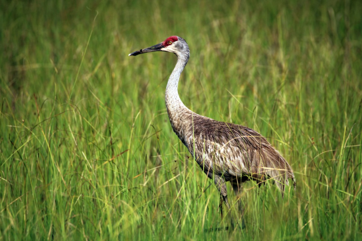 Sandhill Crane - ML579185261