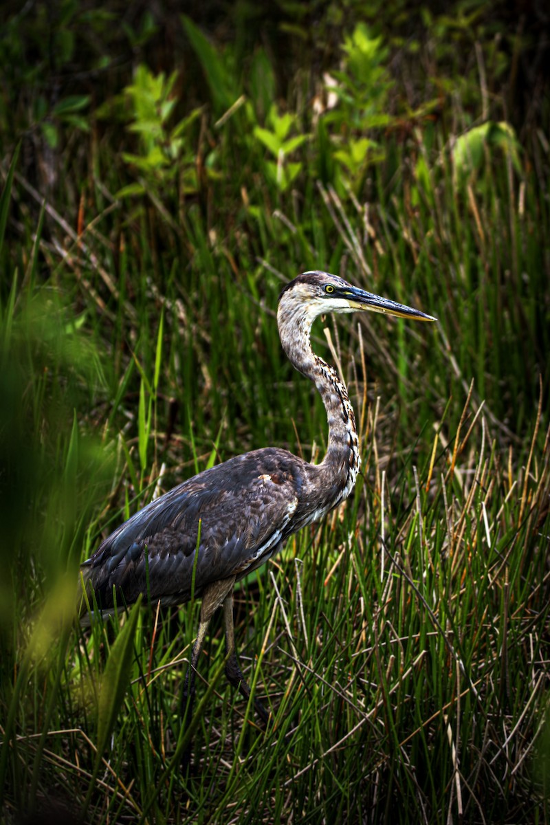 Great Blue Heron - ML579185411