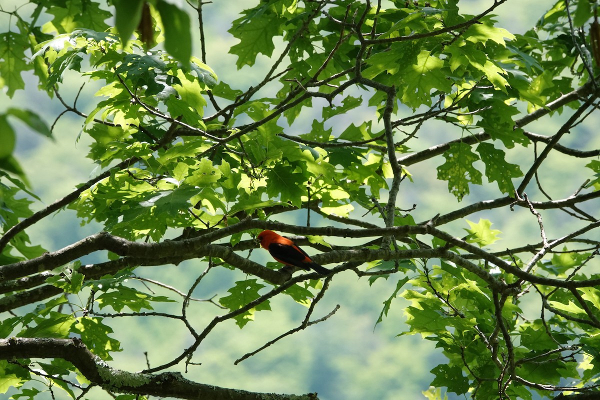 Scarlet Tanager - ML579185521