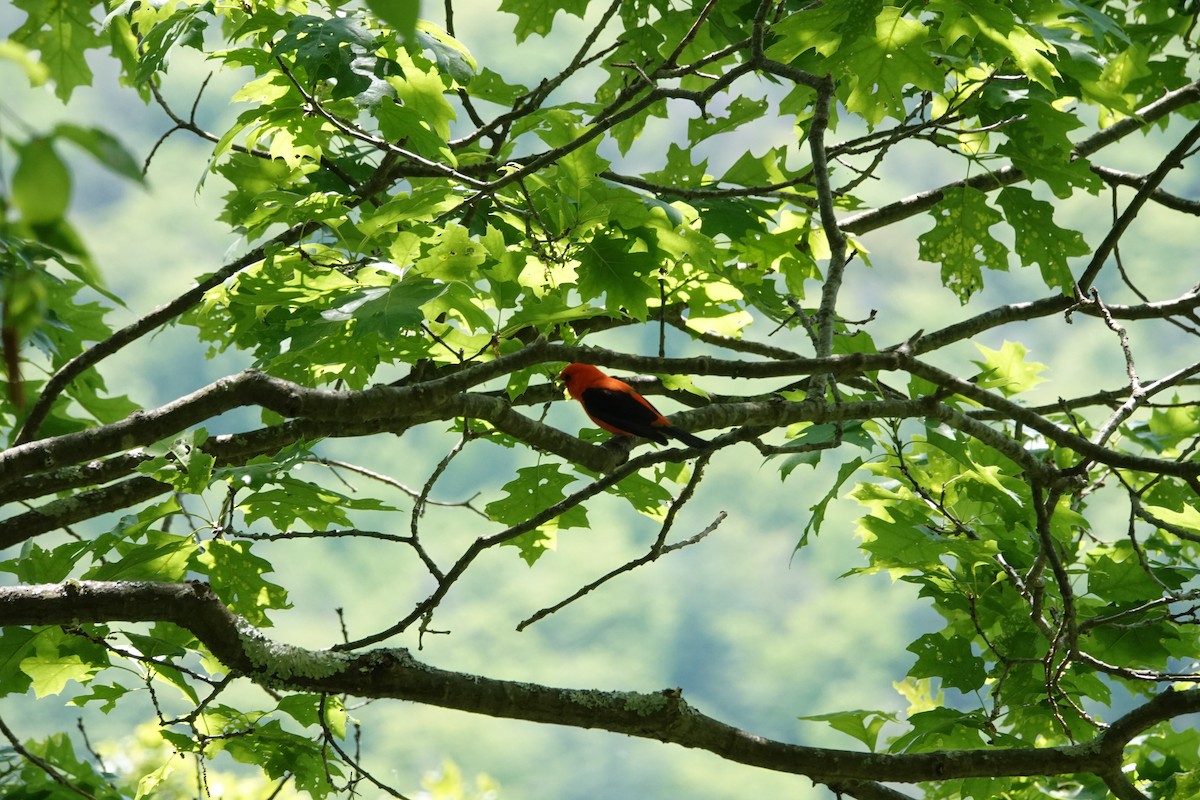 Scarlet Tanager - ML579185541
