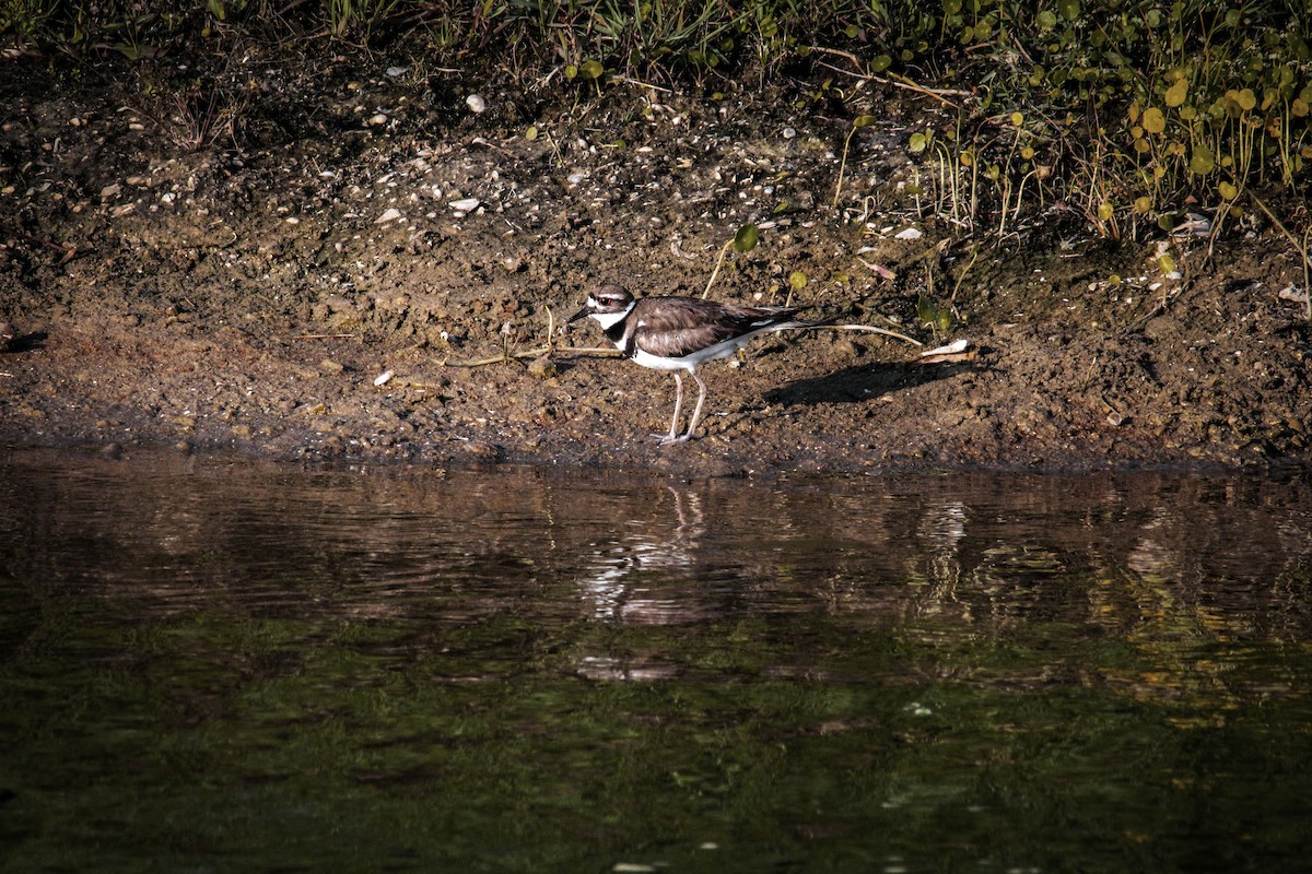 Killdeer - ML579186661