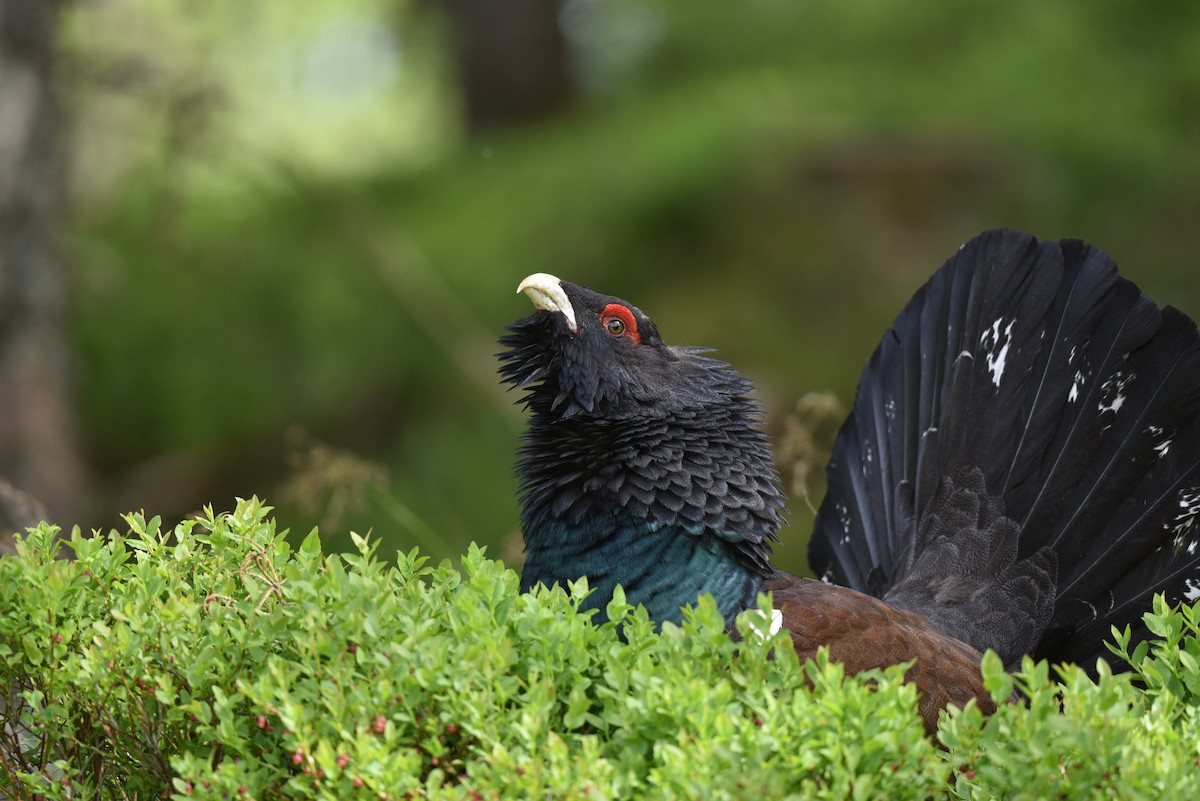 Western Capercaillie - ML579187191