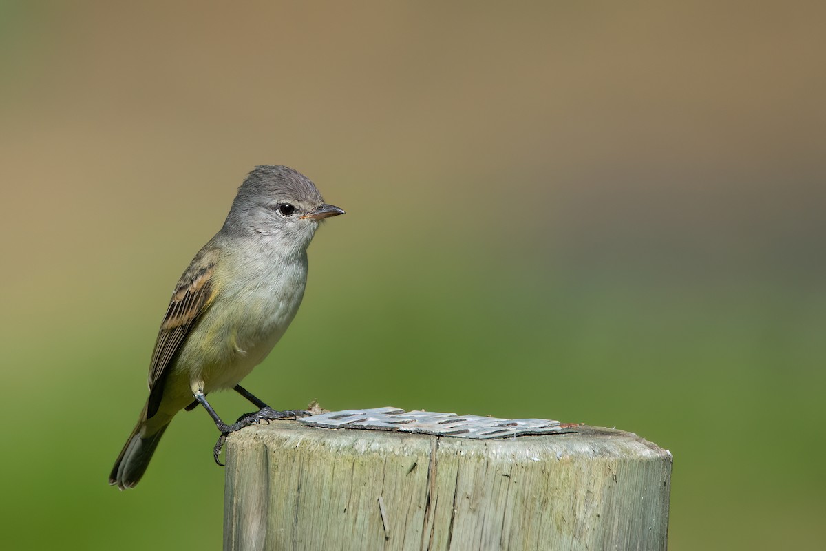 Southern Beardless-Tyrannulet - Marcos Eugênio Birding Guide