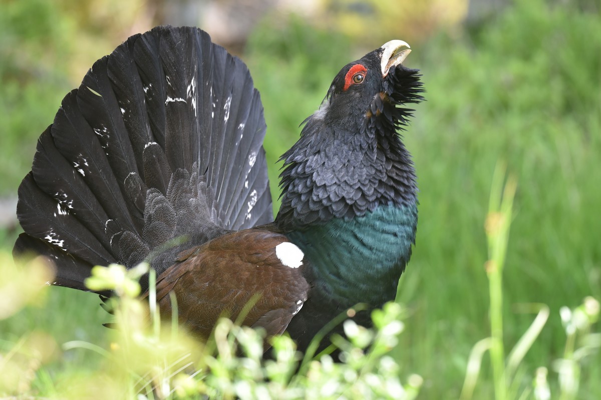 Western Capercaillie - Christoph Randler