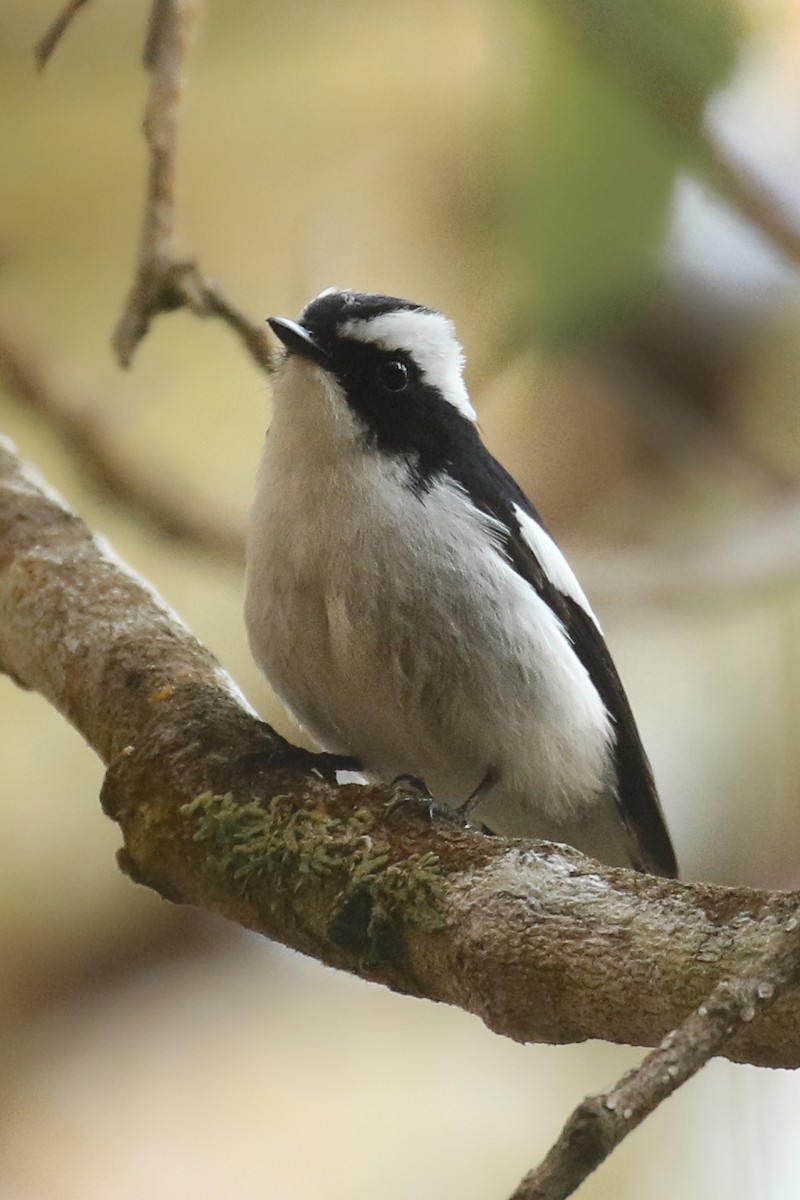 Little Pied Flycatcher - Frank Thierfelder