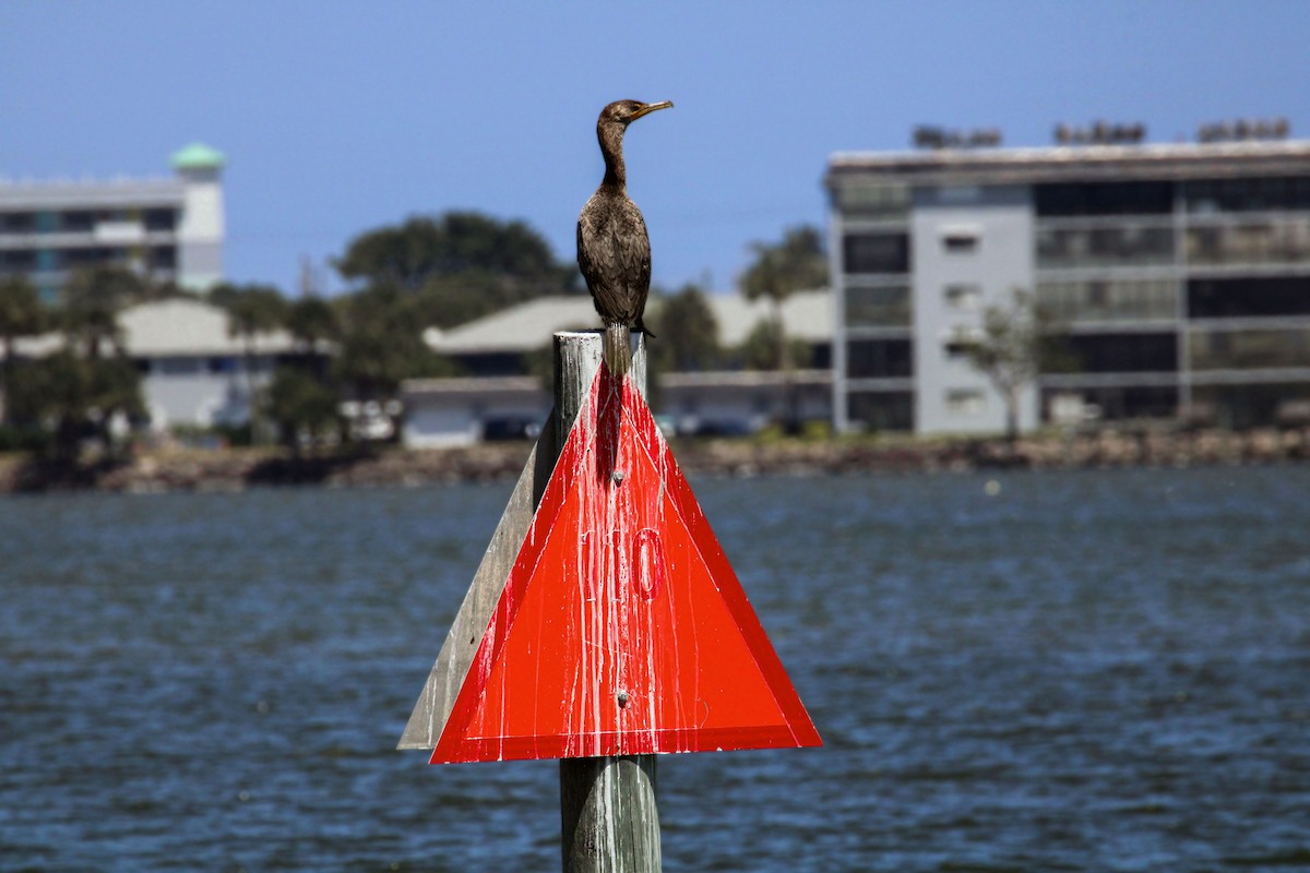 Double-crested Cormorant - ML579188031