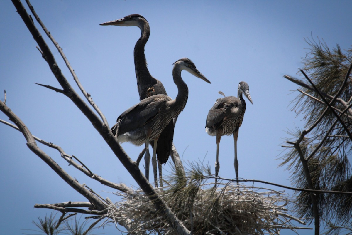 Great Blue Heron - ML579188131