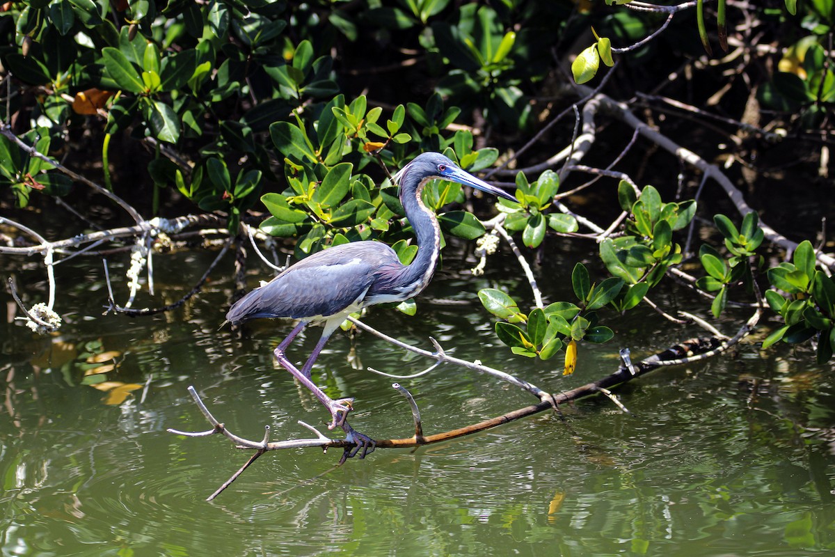 Tricolored Heron - ML579188161