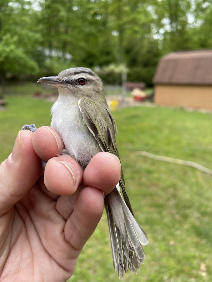 Red-eyed Vireo - Matthew Halley