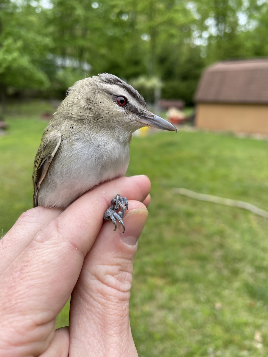 rødøyevireo - ML579190181