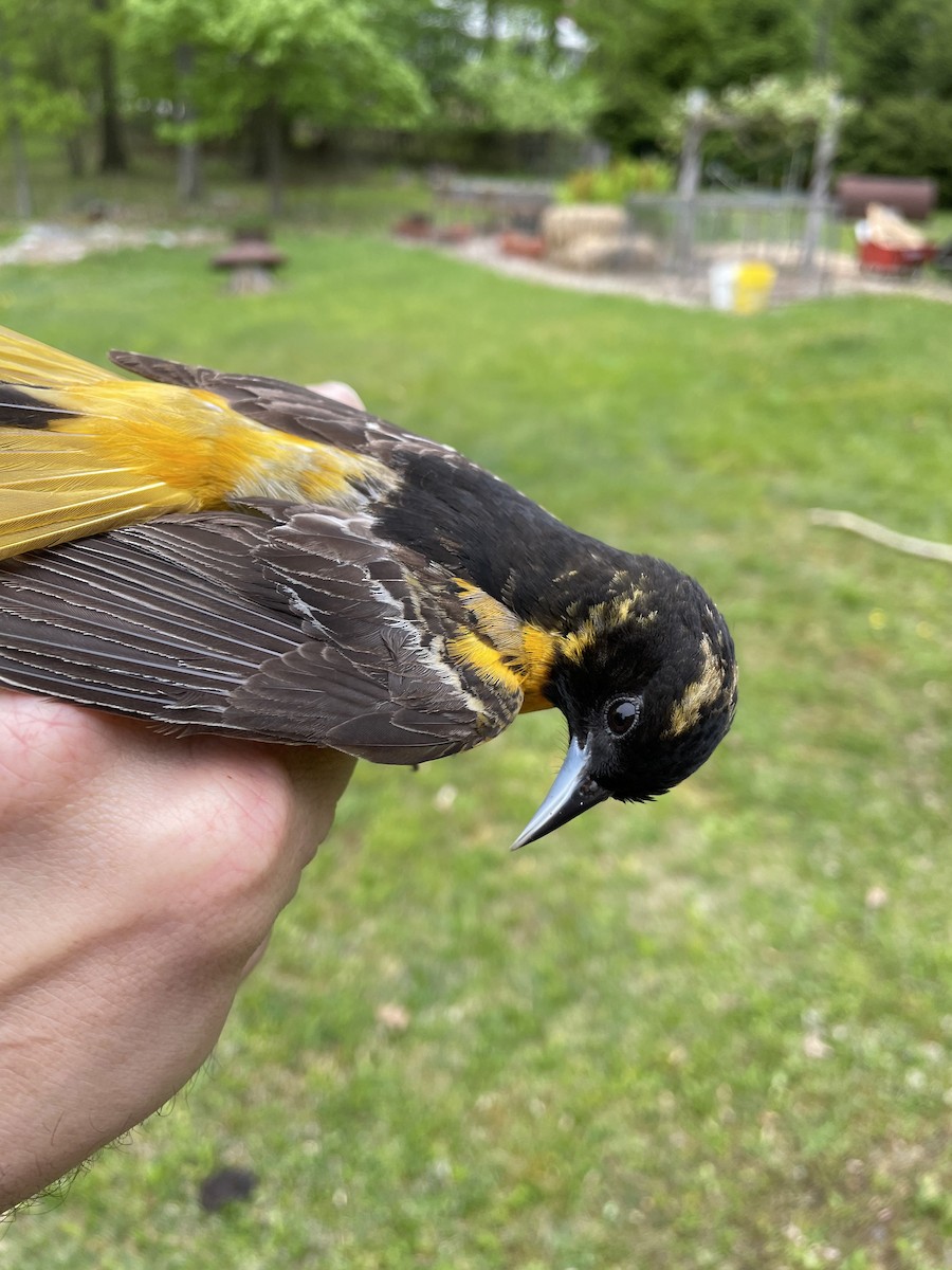 Baltimore Oriole - ML579190311