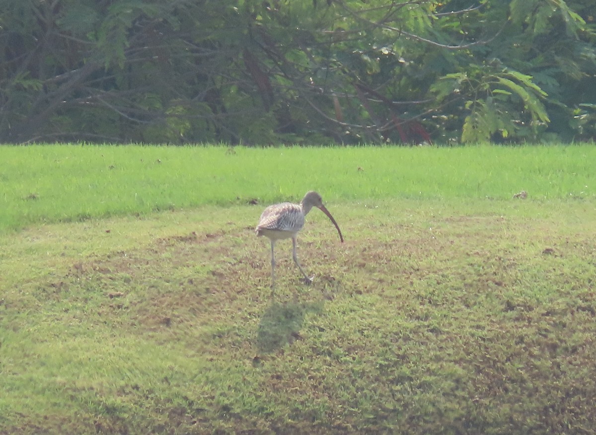 Eurasian Curlew - ML579191191