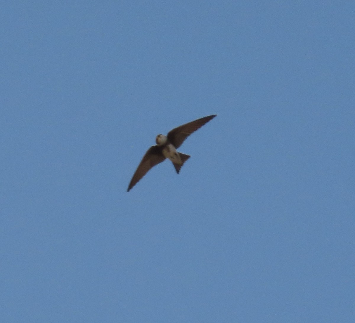 Avión Zapador - ML579191451