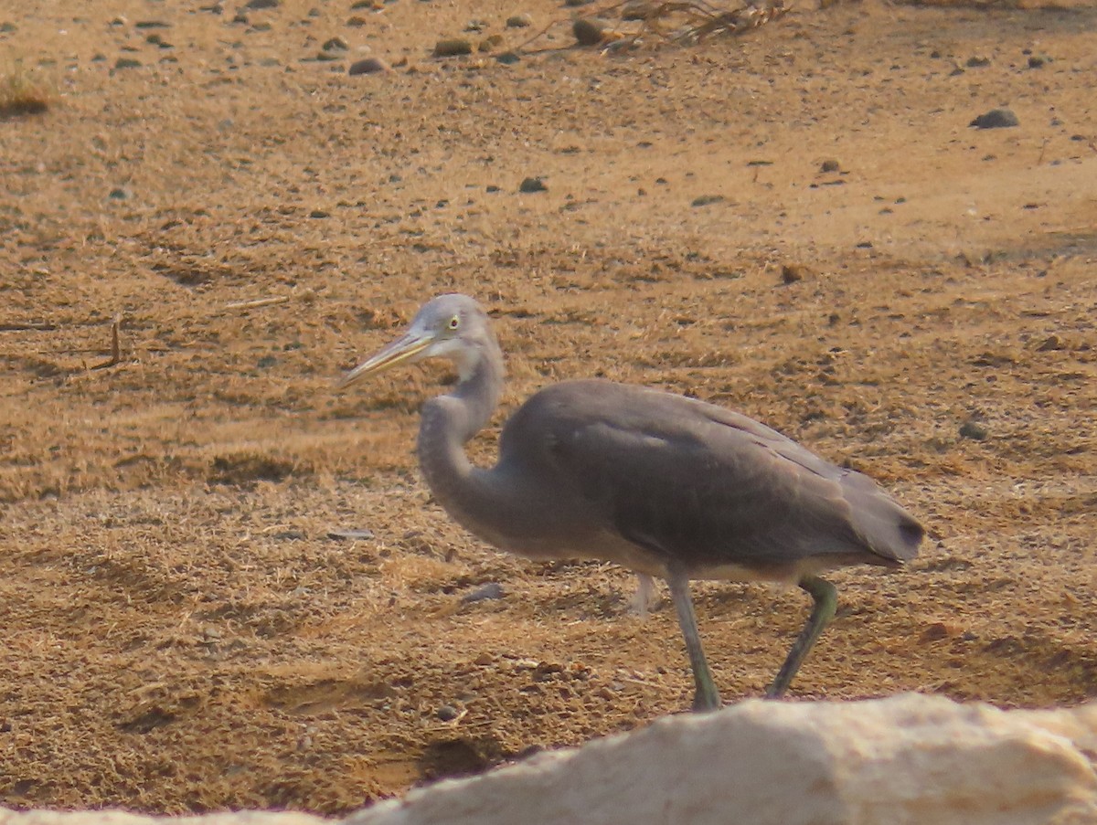 Western Reef-Heron - ML579191491