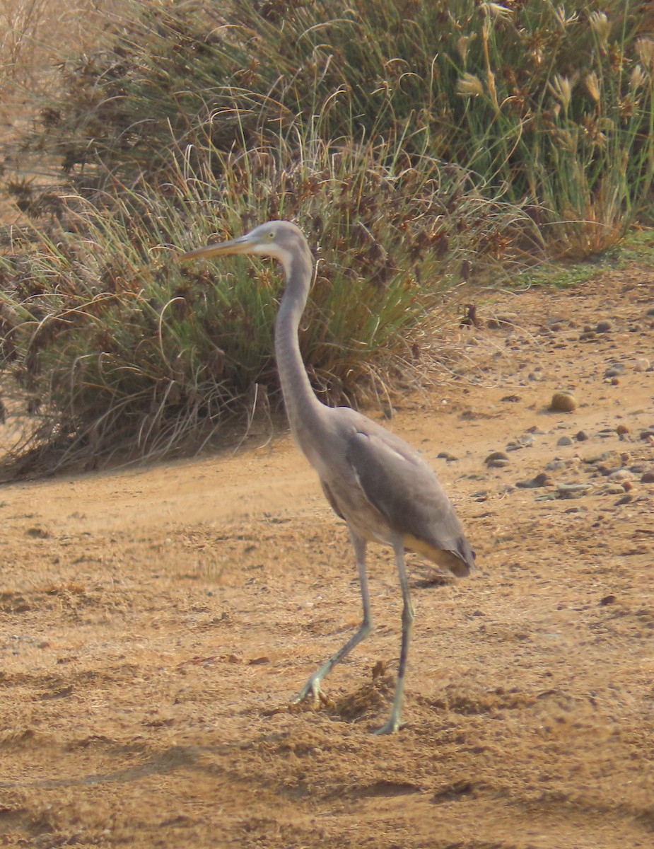 Western Reef-Heron - ML579191501