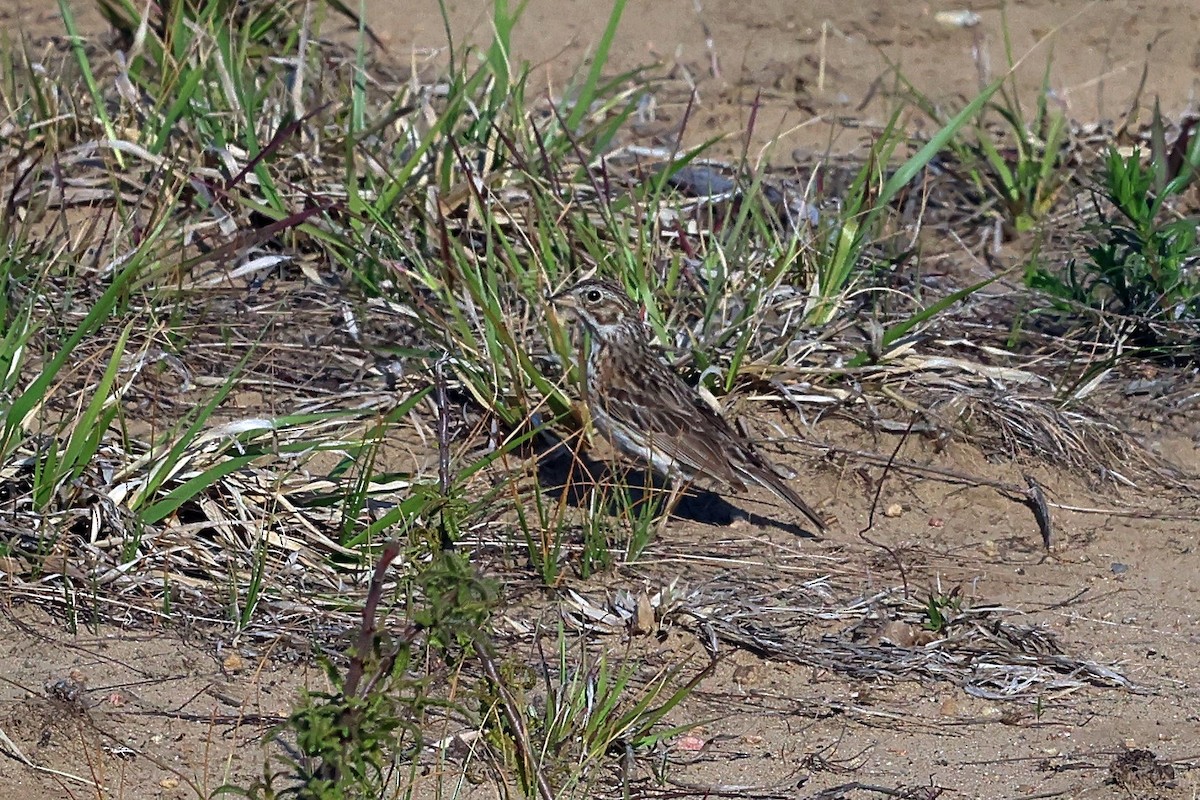 Vesper Sparrow - ML579191701