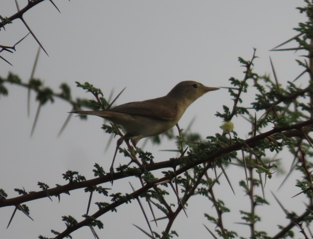 Common Reed Warbler - Ute Langner