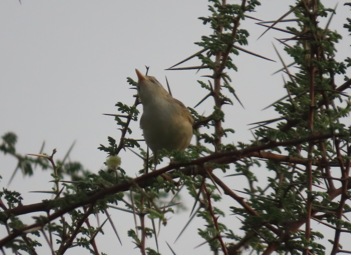 Common Reed Warbler - Ute Langner