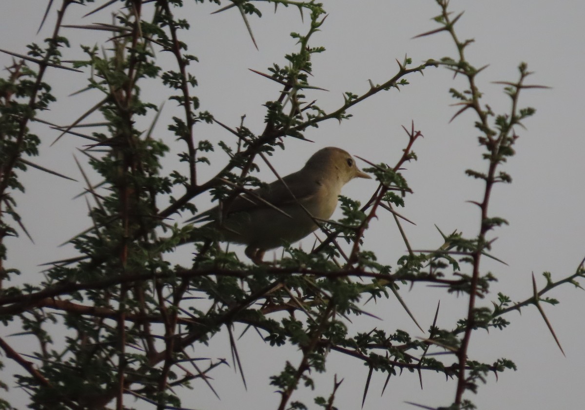 Common Reed Warbler - ML579191801