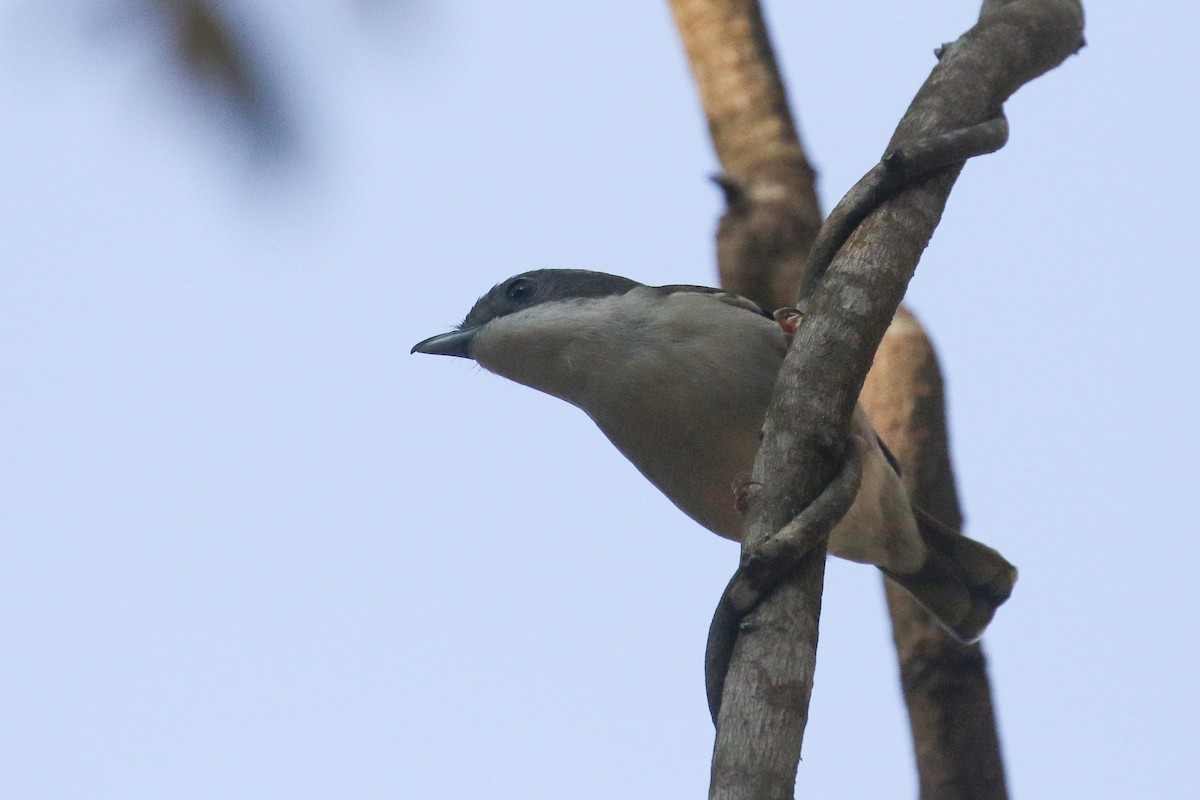 White-browed Shrike-Babbler (Dalat) - ML579192231