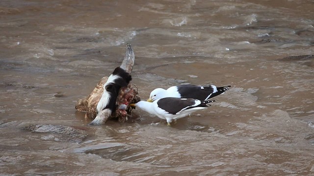 Gaviota Cocinera (dominicanus) - ML579192571