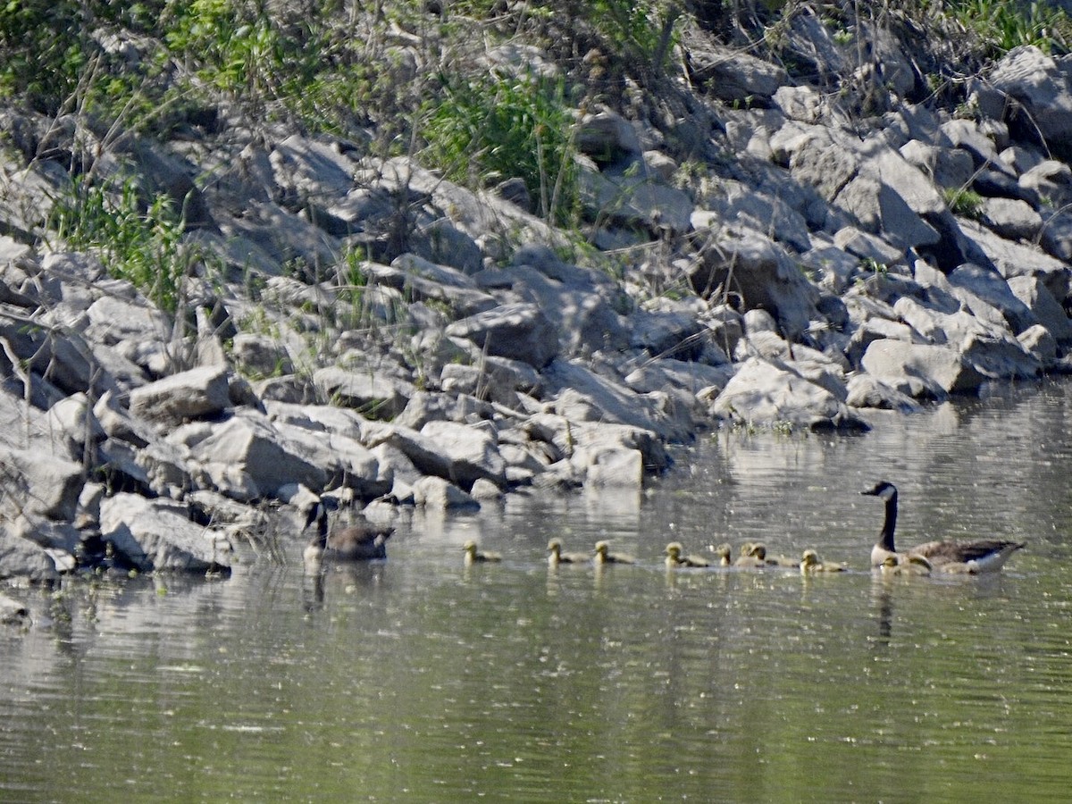 Канад галуу - ML579192641
