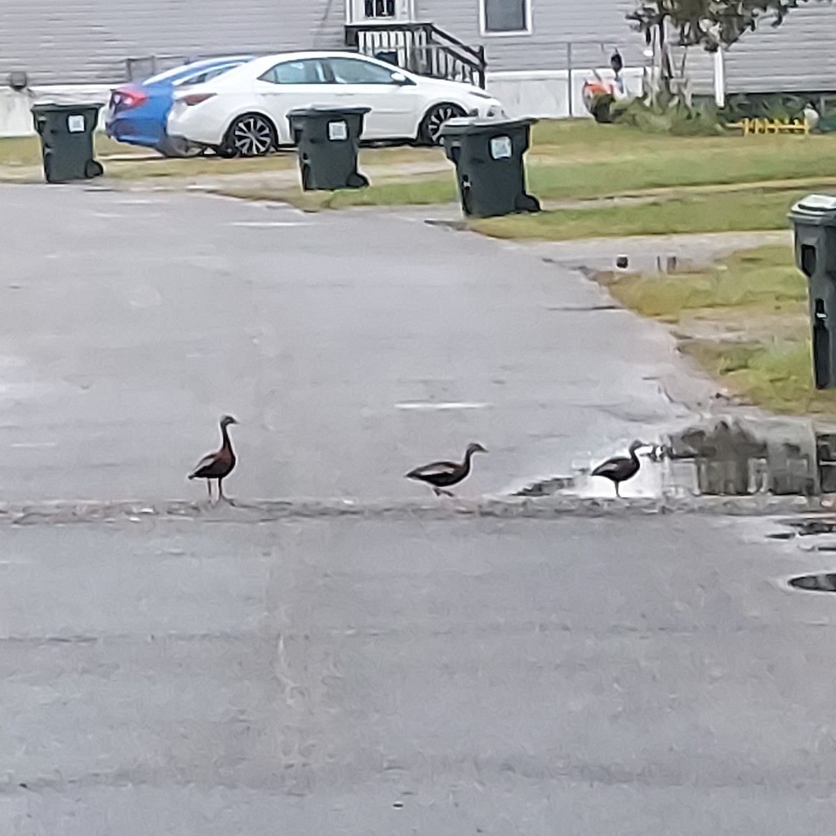 Black-bellied Whistling-Duck - ML579192711