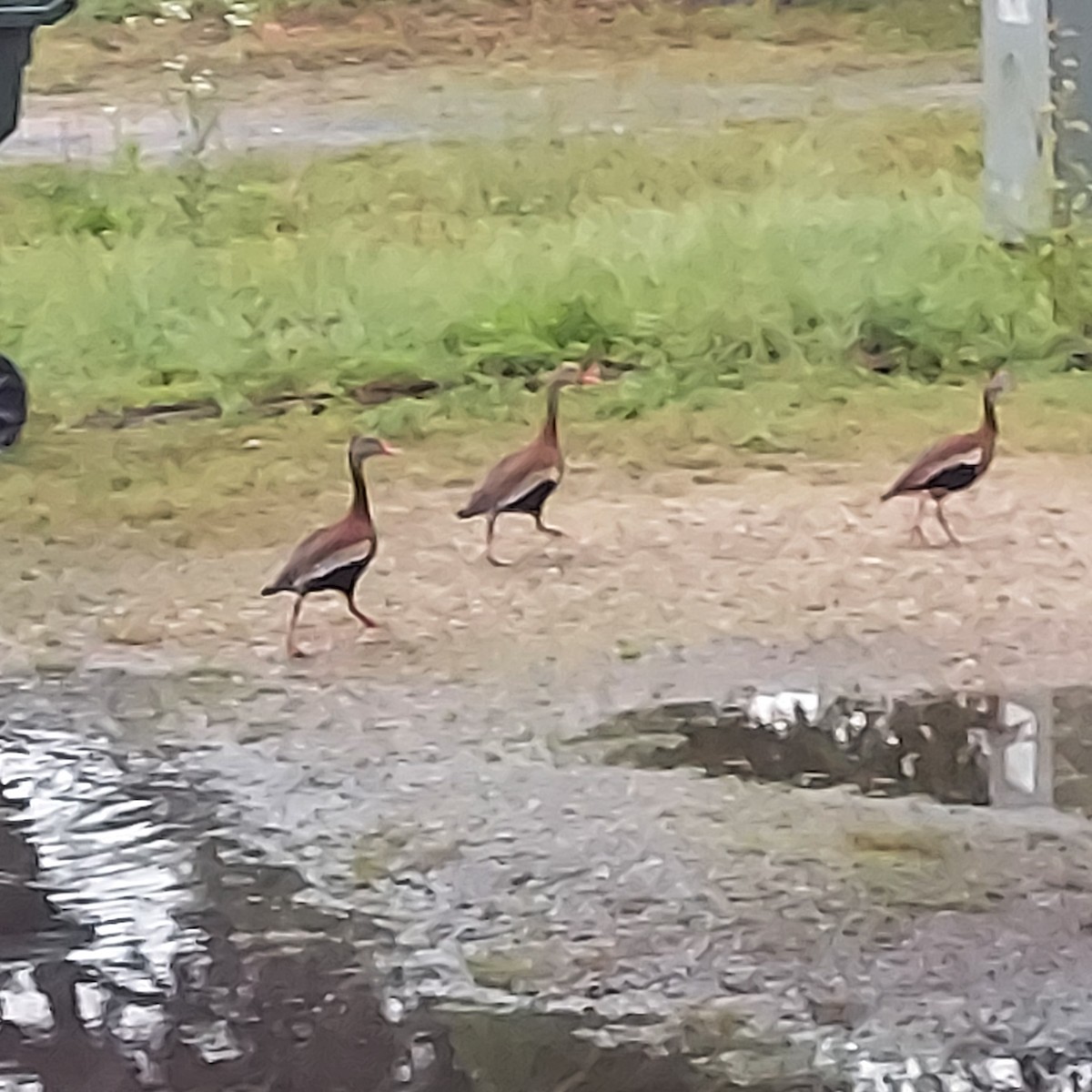 Black-bellied Whistling-Duck - ML579192731