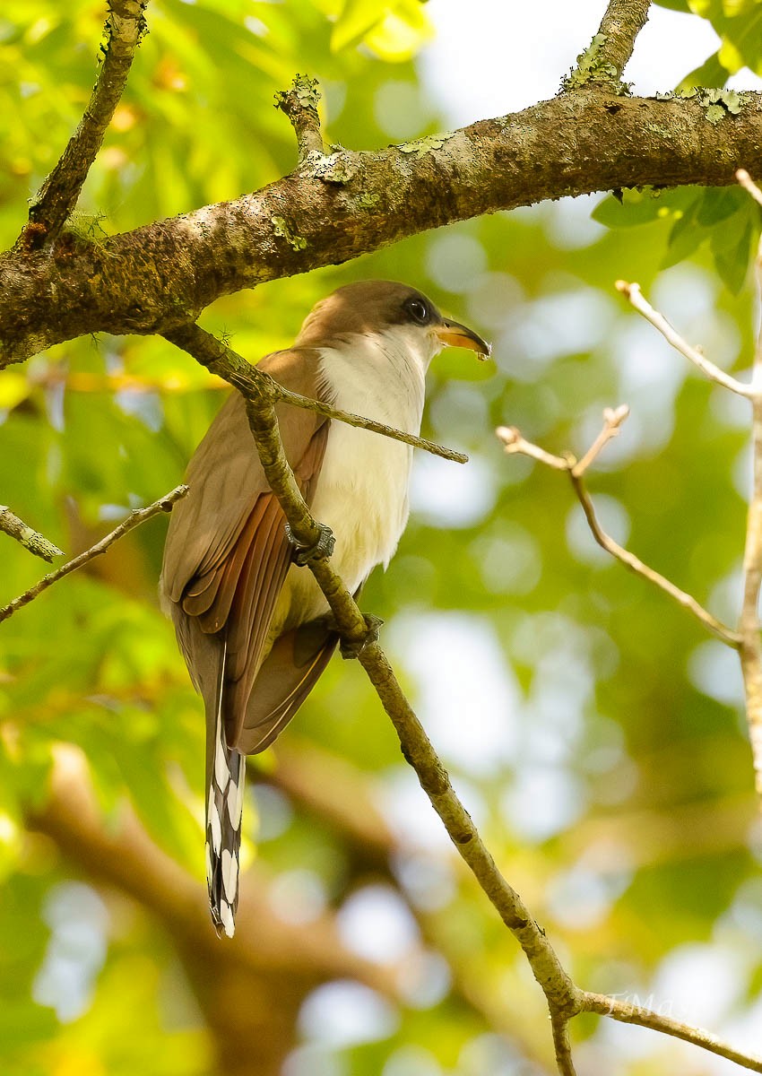 Yellow-billed Cuckoo - ML579193581