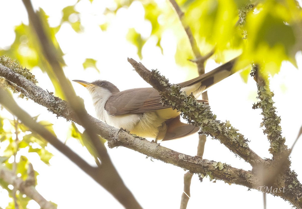 Yellow-billed Cuckoo - ML579193611