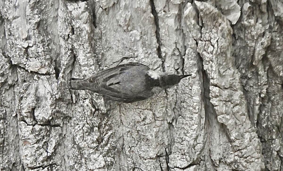 White-breasted Nuthatch - ML579193631