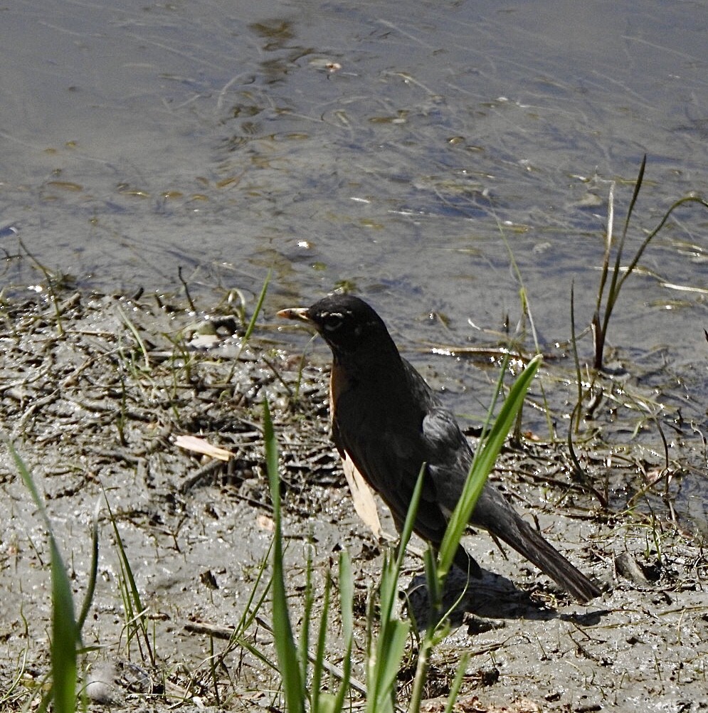 American Robin - ML579193931